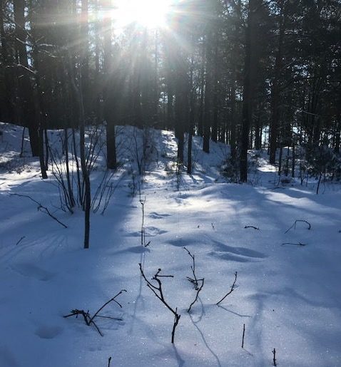 winter bos natuur sneeuw